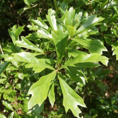 water oak tree leaves