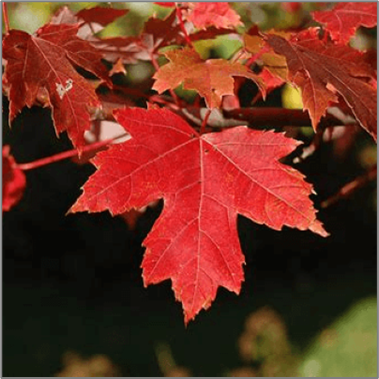 Penelope mønster Konkurrere Red Maple (Acer rubrum) – Blue Ridge Acres